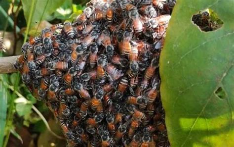 马来西亚蜜蜂